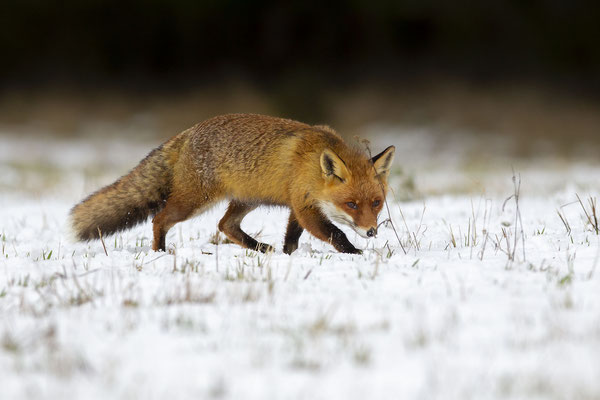 © Red Fox / Slovenia