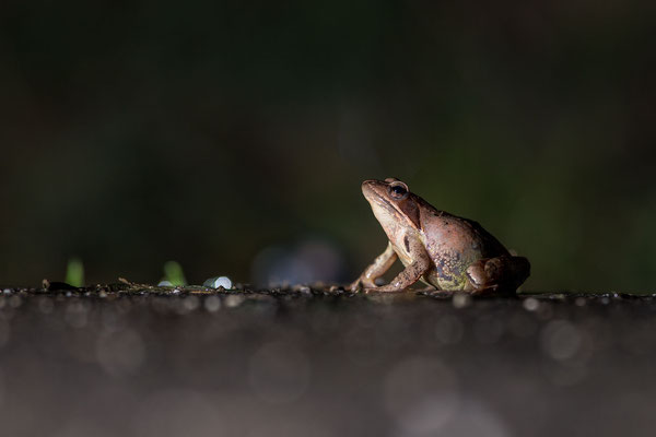 © Agile Frog / Slovenia