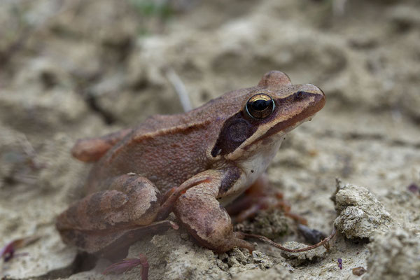 © Italian Agile Frog / Slovenia