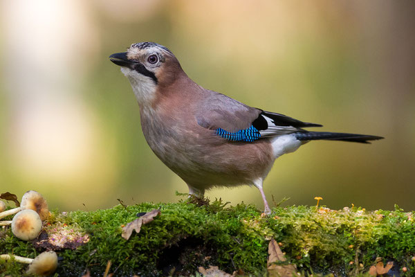 © Eurasian Jay / Slovenia