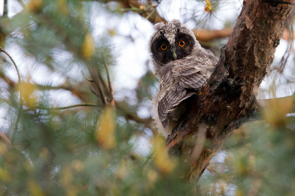 © Long-eared Owl / Slovenia