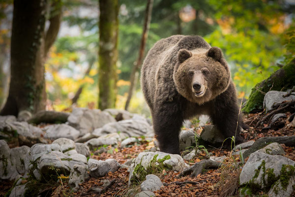 © Brown Bear / Slovenia