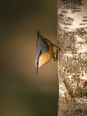 © Eurasian Nuthatch / Slovenia