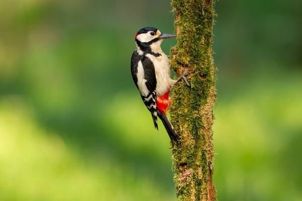 © Great Spotted Woodpecker / Slovenia