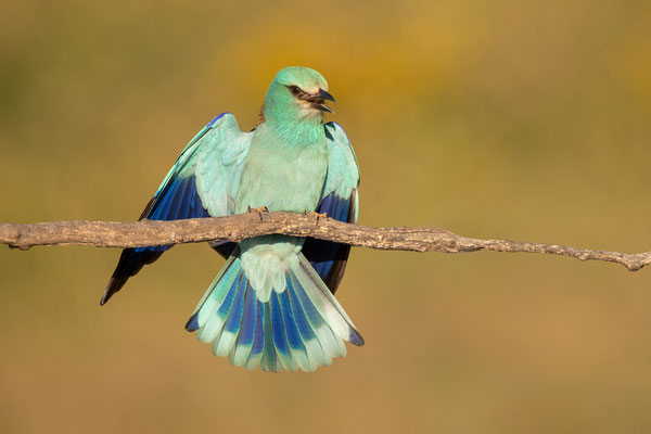 © European Roller / Serbia