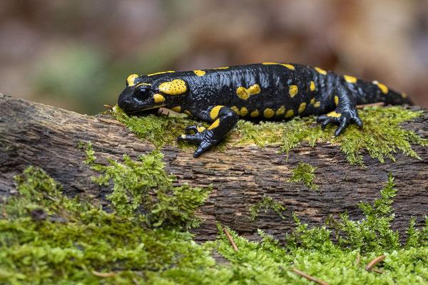 © Fire Salamander / Slovenia