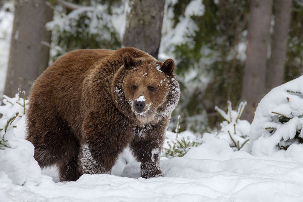 © Brown Bear / Slovenia