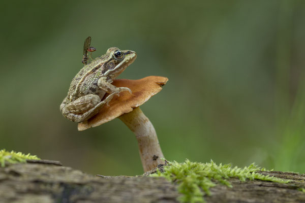 © Grass Frog / Slovenia