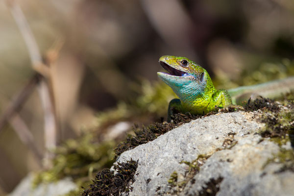 © European Green Lizard / Slovenia