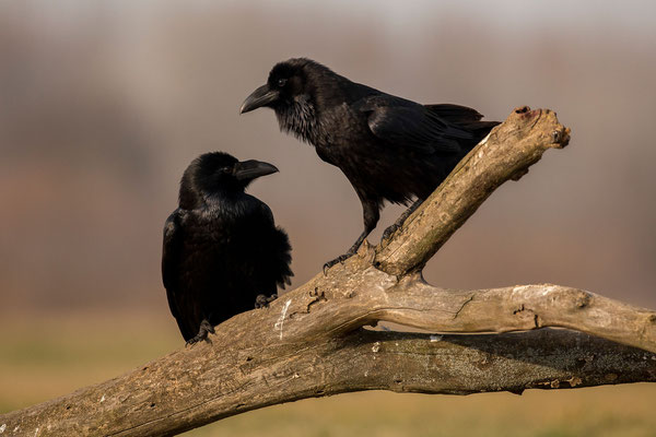 © Common Raven / Serbia