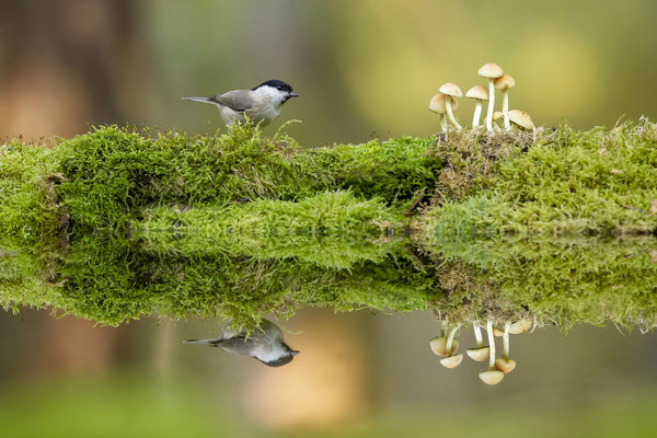© Marsh Tit / Slovenia