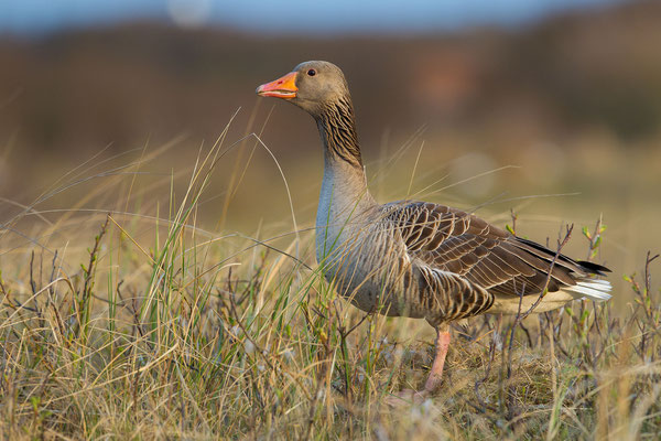 © Greylag Goose / North Sea, Germany