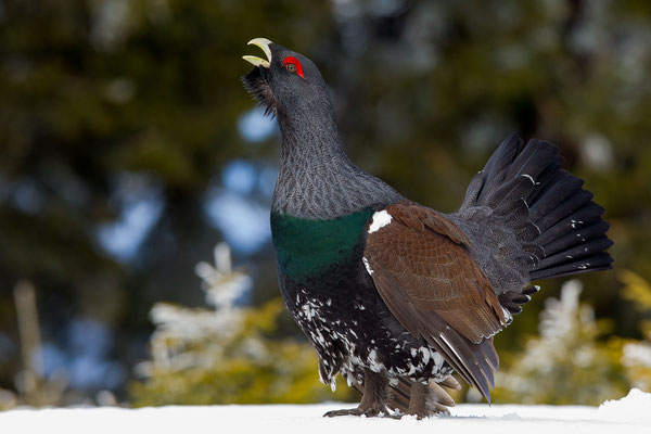 © Eurasian Caperaillie / Slovenia