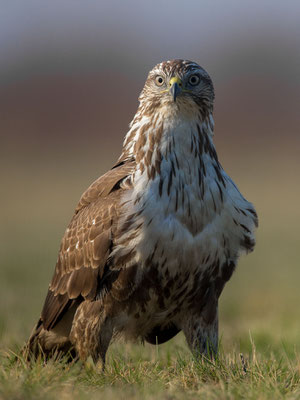 © Common Buzzard / Serbia