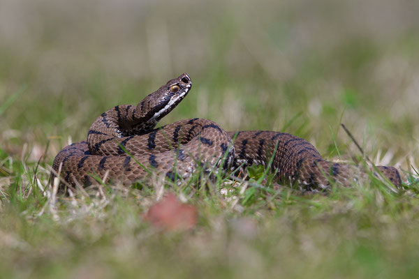 © European Aspis Viper / Slovenia