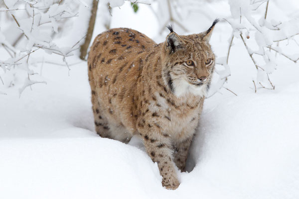 © Eurasian Lynx / Germany