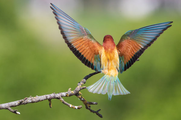 © European Bee-eater / Serbia