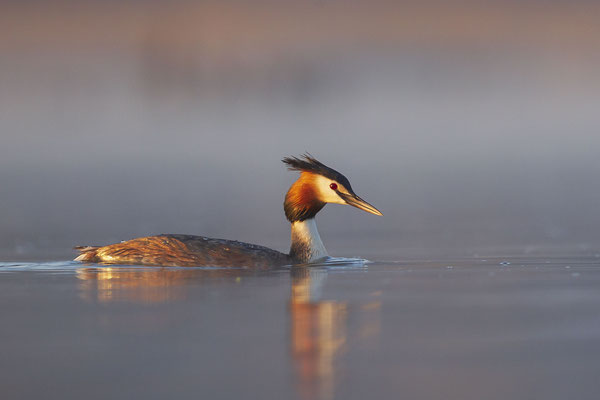 © Great Crested Grebe / Slovenia