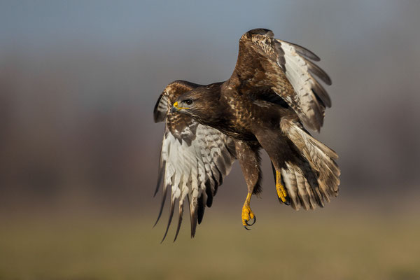 © Common Buzzard / Serbia