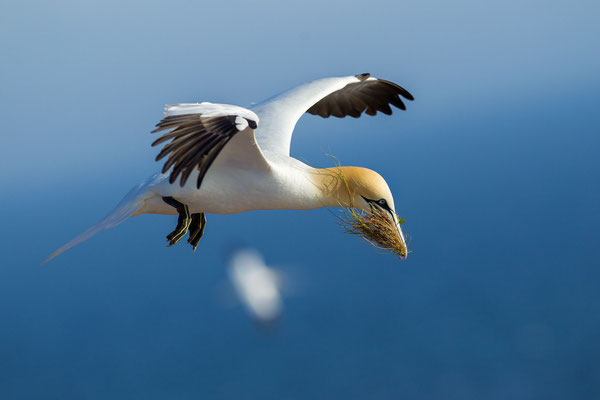© Northern Gannet / North Sea, Germany