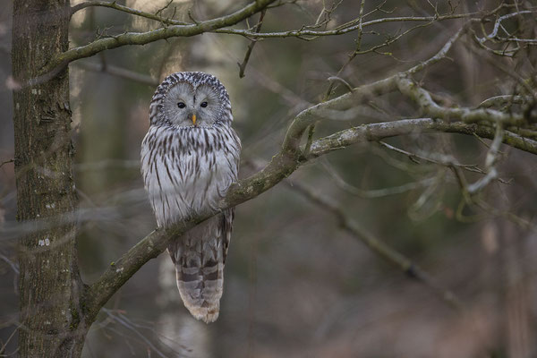 © Ural Owl /  Slovenia