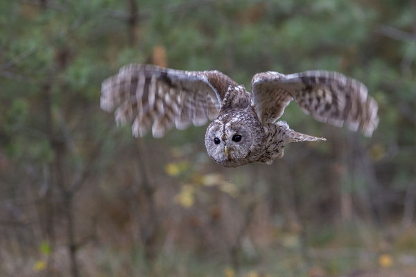 © Tawny Owl / Slovenia