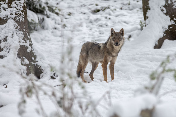© Grey Wolf / Italy
