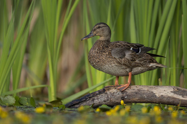 © Mallard / Slovenia