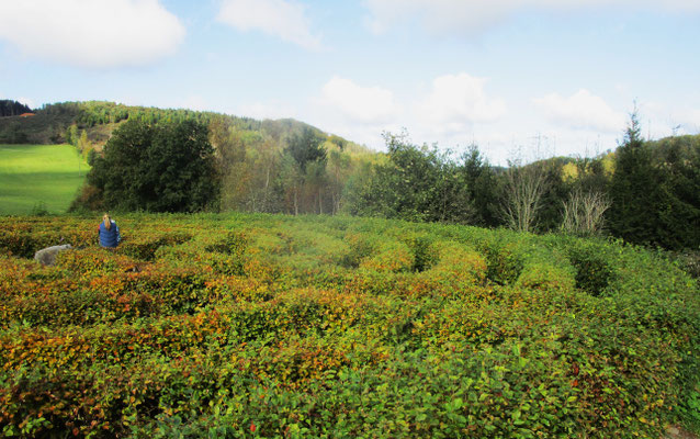 Buchenlabyrinth in Drolshagen