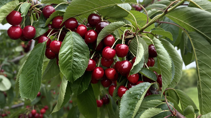 Da kann man schwach werden.. 🍒