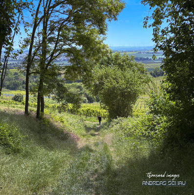 Erholung pur in den Weinbergen