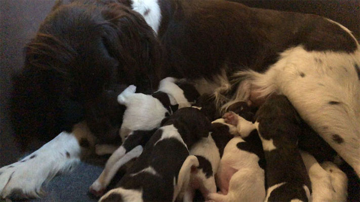 Luna mit 12 Babys
