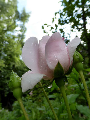 Rose im Regen