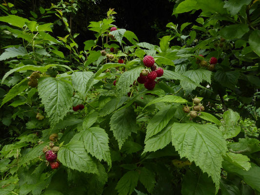 Lecker Himbeeren