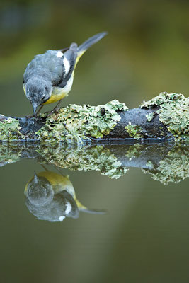 Lavandera cascadeña. Motacilla cinerea