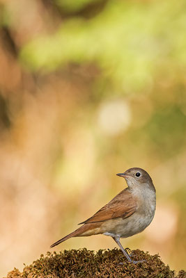 Ruiseñor cumún. Luscinia megarrhynchos