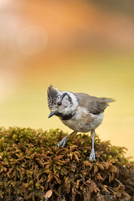 Herrerillo capuchino. Lophophanes cristatus