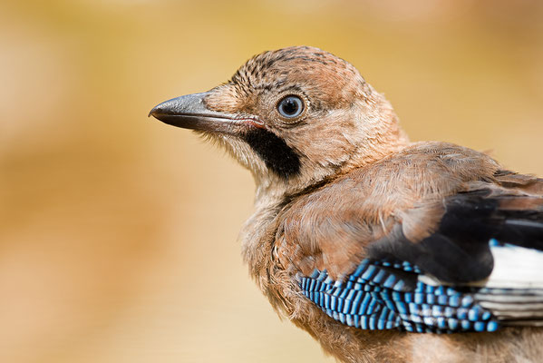 Arrendajo. Garrulus glandarius