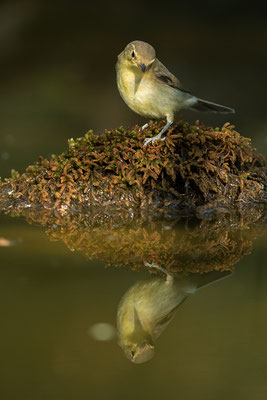 Mosquitero común/musical. Phylloscopus ibericus/trochilus