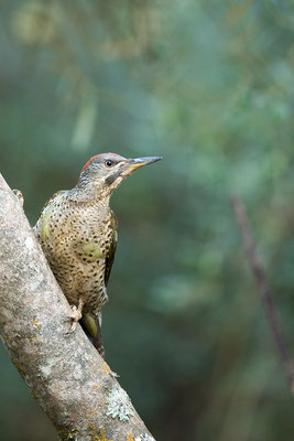 Pito real. Picus viridis