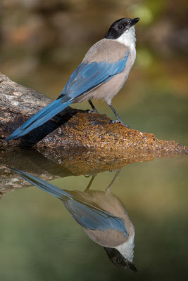 Rabilargo. Cyanopica cookii