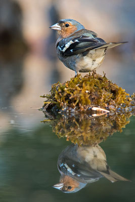 Pinzón vulgar. Fringila coelebs