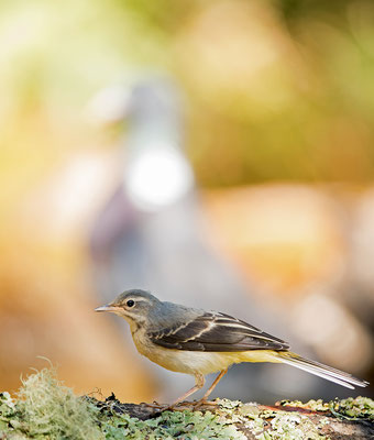 Lavandera cascadeña. Motacilla cinerea