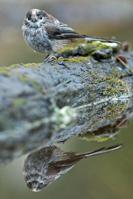 Mito. Aegithalos caudatus