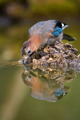 Arrendajo. Garrulus glandarius