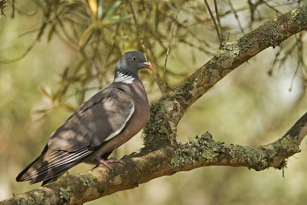 Paloma torcaz. Columba palumbus