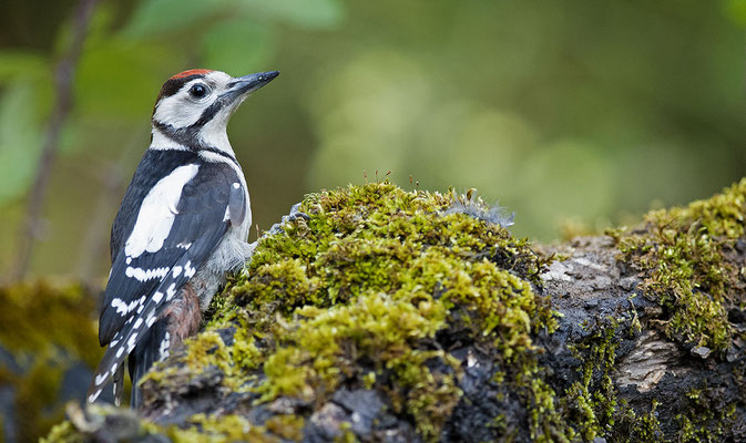 Pico picapinos. Dendrocopos major