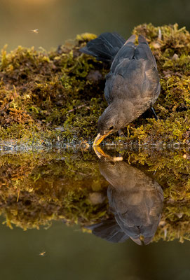 Mirlo. Turdus merula