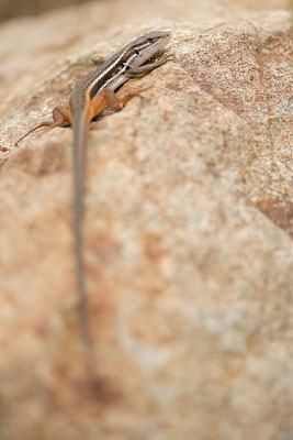 Lagartija colilarga. Psammodromus algirus