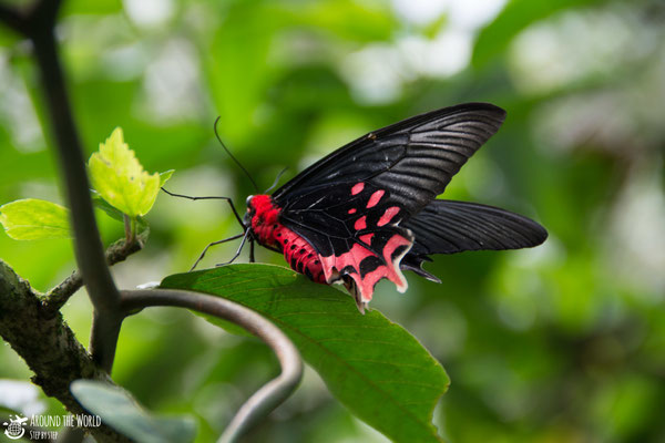 Bohol  Butterfly Conservation Center |aroundtheworldstepbystep.com
